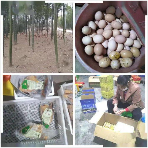 善心接力，助貧困村農(nóng)戶的谷物副產(chǎn)品“飛”出山溝